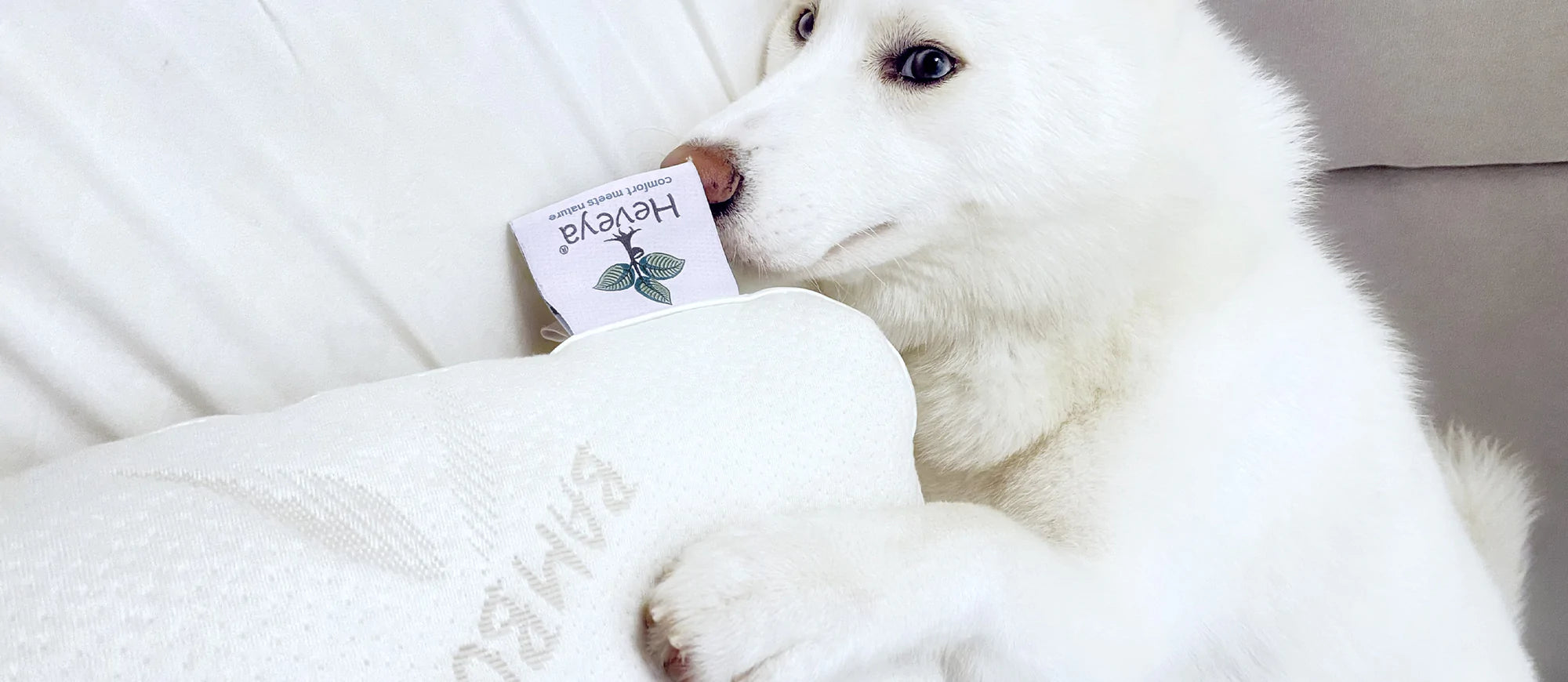 How to keep your bedroom free of pet allergens?